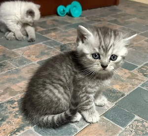 British Shorthair 