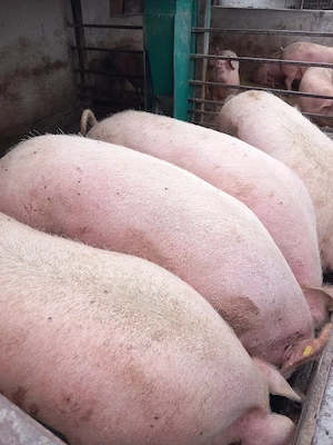 vand porci grasi 200-300 kg
