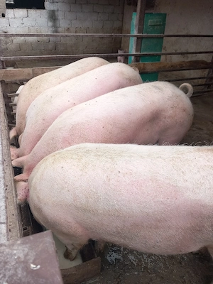 vand porci grasi 200-300 kg - imagine 2