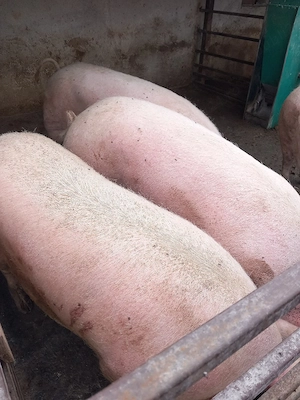 vand porci grasi 200-300 kg - imagine 3