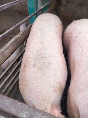 vand porci grasi 200-300 kg - imagine 4