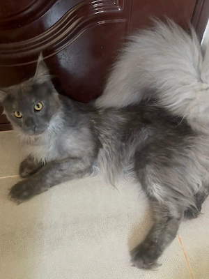 Maine Coon, mascul și femelă, se dau împreună  - imagine 4