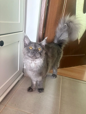 Maine Coon, mascul și femelă, se dau împreună  - imagine 3