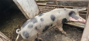 Vând porci 80-100 kg