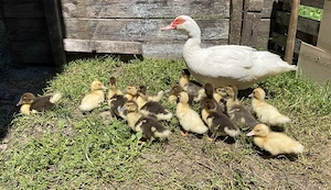 Leșești și Mii de Flori