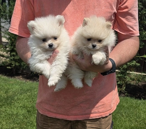 Pui de Pomeranieni !