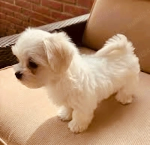 Vand bichon miny toy baietel 6 saptamani