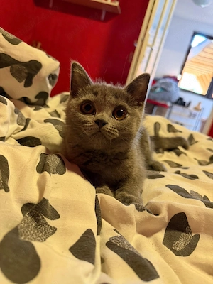 Motan british shorthair - imagine 2