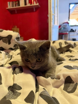 Motan british shorthair - imagine 5