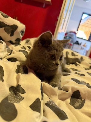 Motan british shorthair - imagine 3