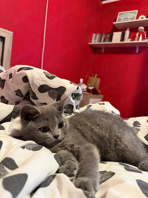 Motan british shorthair - imagine 4