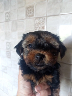 Yorkshire terrier 