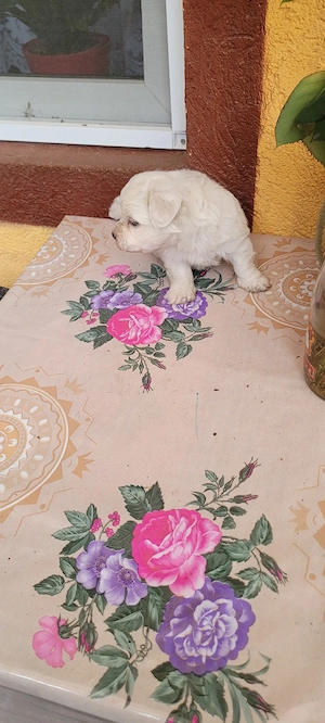 căței bichon maltez