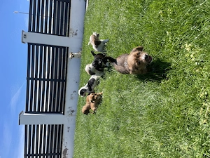 Vând căței rasa: mama beagle si tata incrucisare dintre shih tzu si bichon - imagine 3