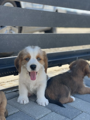 Vând căței rasa: mama beagle originala si tata incrucisare dintre shih tzu si bichon - imagine 4