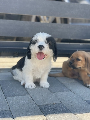 Vând căței rasa: mama beagle si tata incrucisare dintre shih tzu si bichon