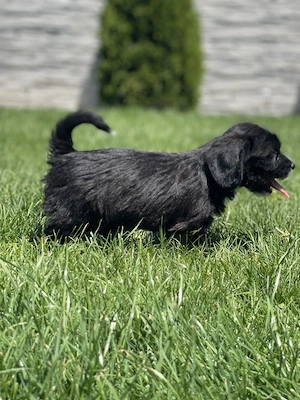 Vând căței rasa: mama beagle si tata incrucisare dintre shih tzu si bichon - imagine 2