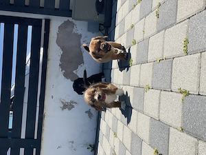 Vând căței rasa: mama beagle si tata incrucisare dintre shih tzu si bichon - imagine 5