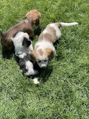 Vând căței rasa: mama beagle si tata incrucisare dintre shih tzu si bichon - imagine 4