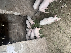 Purceluși de vânzare la alegere
