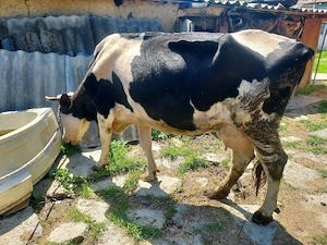 Vând vacă rasă hollștain trebuie să fete pe data de 9 martie o fost montată 