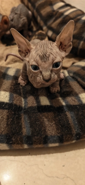 Sphinx imperial persan