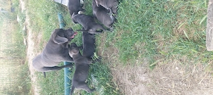 Pui cane corso, vârsta 6 săptămâni.  - imagine 2