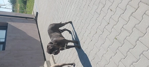 Pui cane corso, vârsta 6 săptămâni.  - imagine 5