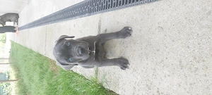 Pui cane corso, vârsta 6 săptămâni.  - imagine 4