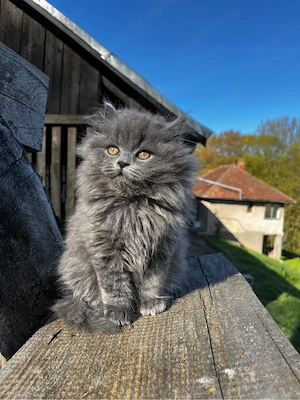 British Longhair - imagine 3