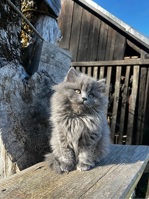 British Longhair - imagine 5