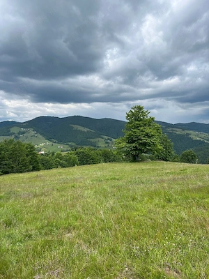     Oportunitate de Investiție: Teren Intravilan 1.5 Ha la 1200m Altitudine   Lângă Pârtia Vârtop  - imagine 5