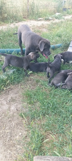 Pui cane corso, vârsta 8săptămâni.  - imagine 2