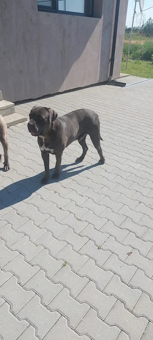 Pui cane corso, vârsta 8săptămâni.  - imagine 5