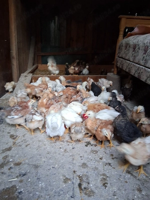vînd pui de găină