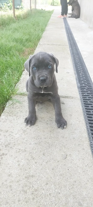 Pui cane corso, vârsta 8săptămâni.  - imagine 4