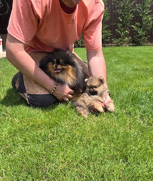 Pomeranieni multiple culori !