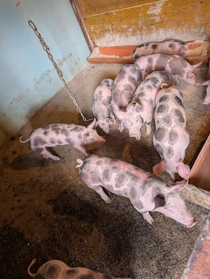 Purcei de carne de 8 săptămâni. - imagine 4