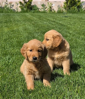 Golden Retriver Pui ! - imagine 3