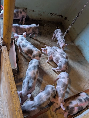 Purcei de carne de 8 săptămâni. - imagine 3