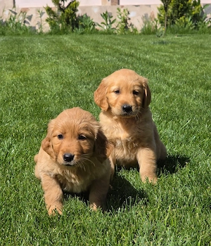 Golden Retriver Pui !