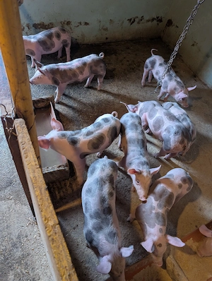 Purcei de carne de 8 săptămâni. - imagine 2