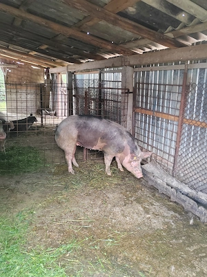 Vând porci grasi