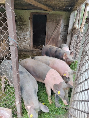 Vând porci, grasuni