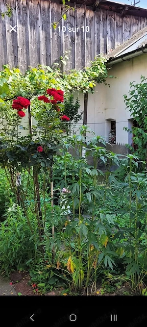 Casă cu 3 camere de vânzare , Anina centru  - imagine 2