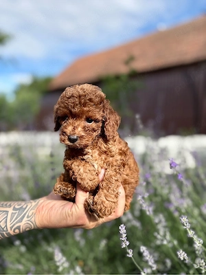 pui de pudel  poodle - imagine 5