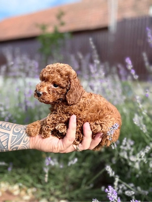 pui de pudel  poodle - imagine 4