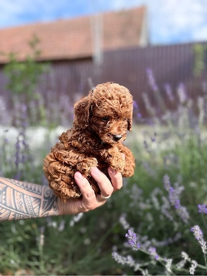 pui de pudel  poodle