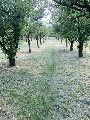 Teren 2.000 m  în Dezmir -50.000   negociabil