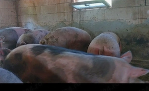 Scroafe de carne pt sacrificat 230-260 kg - imagine 4